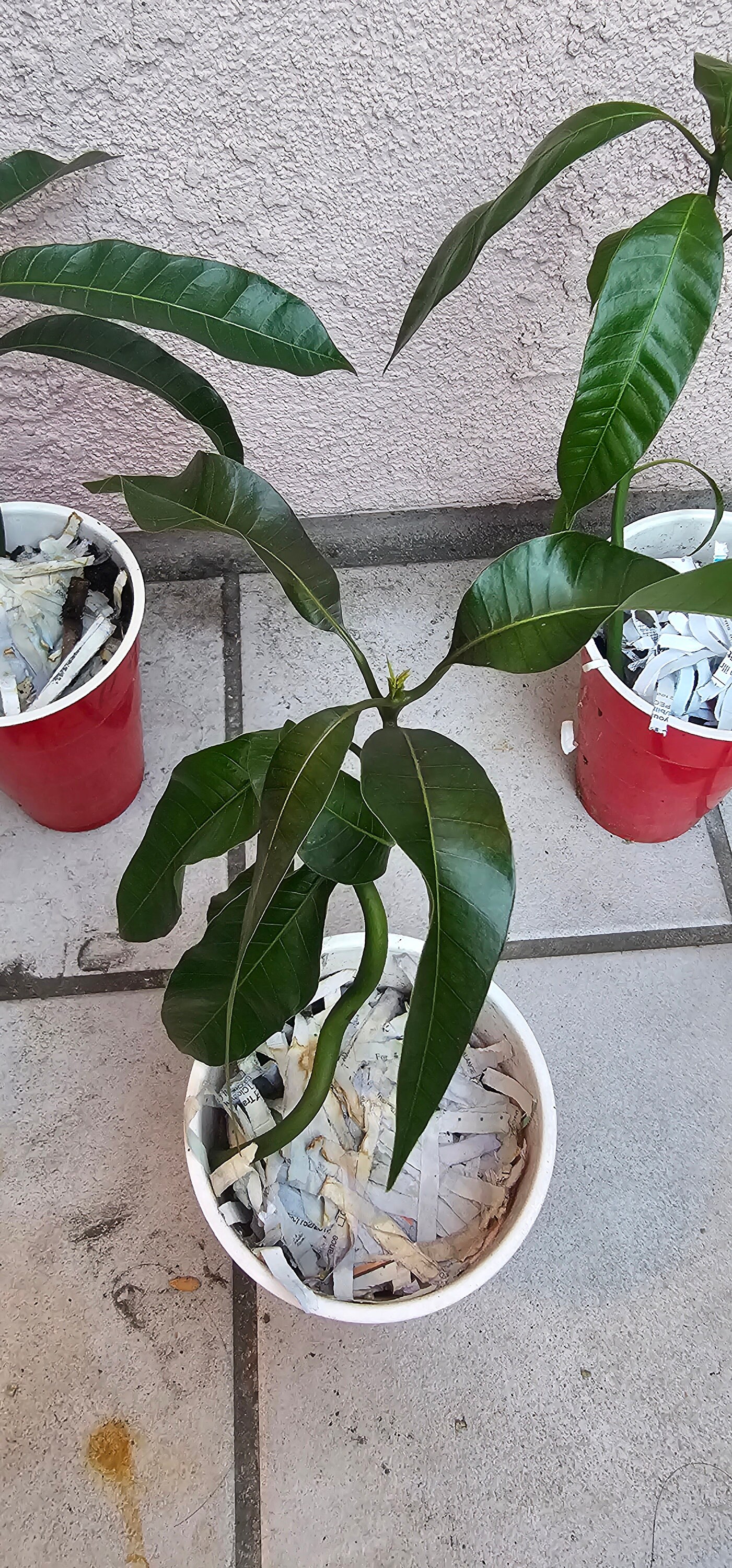 Kent Mango Tree 1 Plant 4 to 6 Inches, Planted From Kent Mango Seed