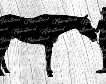 Halter Show Horse SVG – Western Silhouette Clipart (Digital Download)