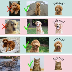 Puede incluir: Una gu&iacute;a de dise&ntilde;o gr&aacute;fico que muestra cuatro filas de fotos de mascotas. Cada fila presenta una X roja sobre una mascota mal iluminada o acostada, una marca de verificaci&oacute;n verde sobre un retrato claro de perro o gato, y el texto I do too! arriba.