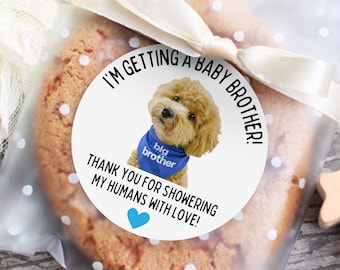 May include: A round white sticker featuring a tan curly-haired dog wearing a blue bandana that says big brother. The text reads I'M GETTING A BABY BROTHER! THANK YOU FOR SHOWERING MY HUMANS WITH LOVE! with a blue heart icon at the bottom.