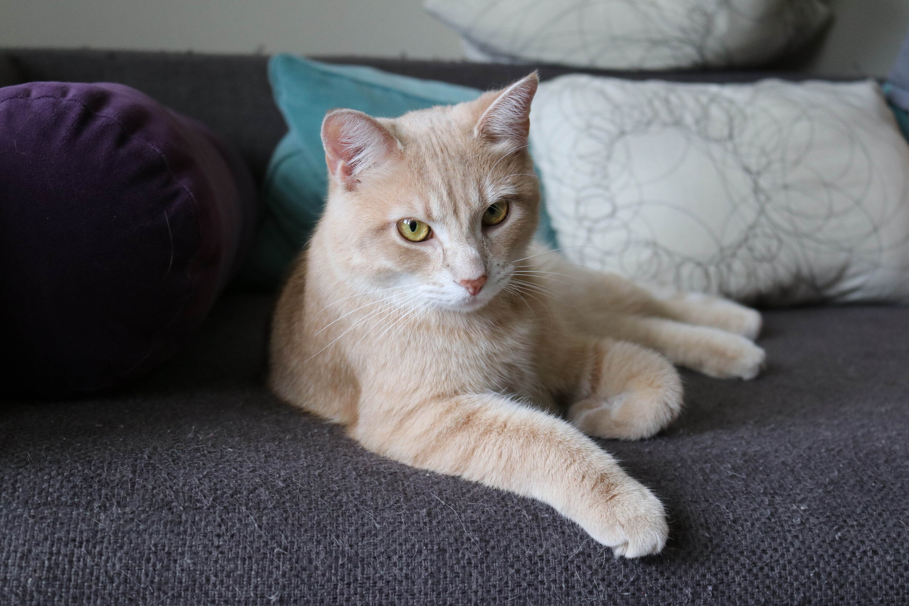 Orange Cream Colored Cat Etsy