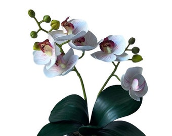 2 Stengel Mini Phal Orchideen Gesteck in Zart Rosa - Im Topf