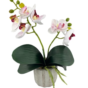 May include: White orchid plant with pink accents in a grey textured pot. The plant has multiple leaves and stems with flowers.