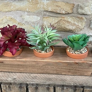 May include: Three potted succulents in a rustic wooden planter. The succulents are in terracotta pots and are surrounded by small white stones. The planter is made of weathered wood and has a natural, rustic look.