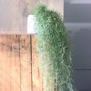 Artificial Moss DARK GREEN Preserved Reindeer Moss for Air Plants,  Tillandsia, Floristry, Hanging Basket, Airplant Decoration 