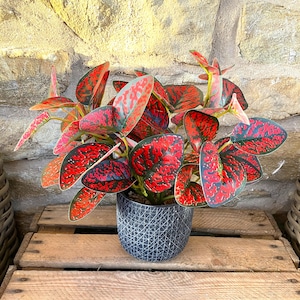 Hoja de dragón moteada, ramo grande con o sin maceta