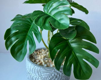 Miniaturowy bukiet Monstera z doniczką lub bez