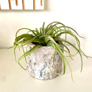 Plante aérienne Tillandsia araignée artificielle - vert naturel, 25 cm