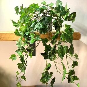 Artificial Trailing Ivy - 70cm With Or Without Pot