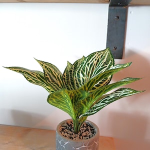 以下が含まれることがあります： グレーのコンクリート製の鉢に植えられた、緑と白の斑入りの観葉植物。鉢の表面はざらざらしていて、質感があります。