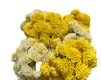 Sedum de cultivo de piedra artificial - 6 tallos - Altura - 20 cm