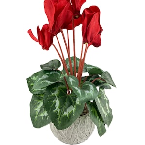Puede incluir: Una planta de ciclamen roja en maceta con hojas verdes en una maceta de cerámica blanca.
