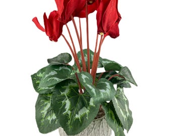 Red Cyclamen in Pot