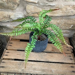 Puede incluir: Un helecho en maceta con frondas de color verde brillante y puntas de color marrón rojizo. La planta está en una maceta azul oscuro con un patrón geométrico, llena de pequeños guijarros. El helecho está sobre una caja de madera contra una pared de piedra.