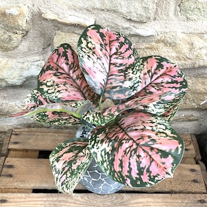 May include: A houseplant with large leaves, patterned with pink, green, and white. The plant is in a grey, textured pot, on a wooden crate. The background is a stone wall.
