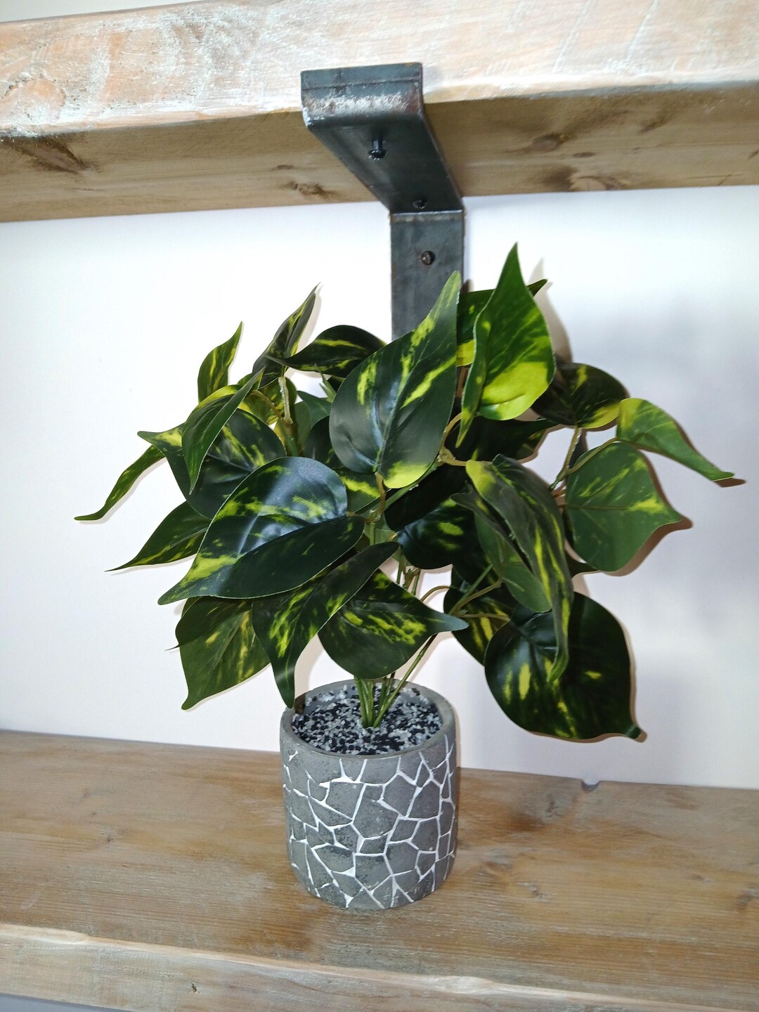 baby plants snake snake plants Snake Plant  Ottawa Flowers Inc