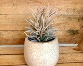Faux Shoal Succulent Head - 10cm
