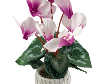 Pink Cyclamen in Pot