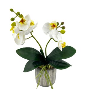 Könnte beinhalten: Weiße Orchideenpflanze mit gelben Zentren in einem grauen, strukturierten Topf. Die Pflanze hat grüne Blätter und steht vor einem weißen Hintergrund.