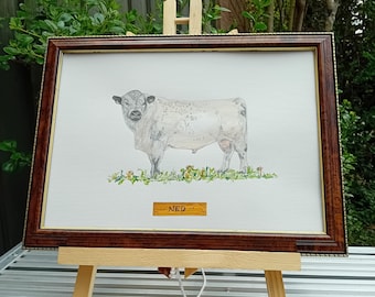Ned - White Galloway. Acuarela original.