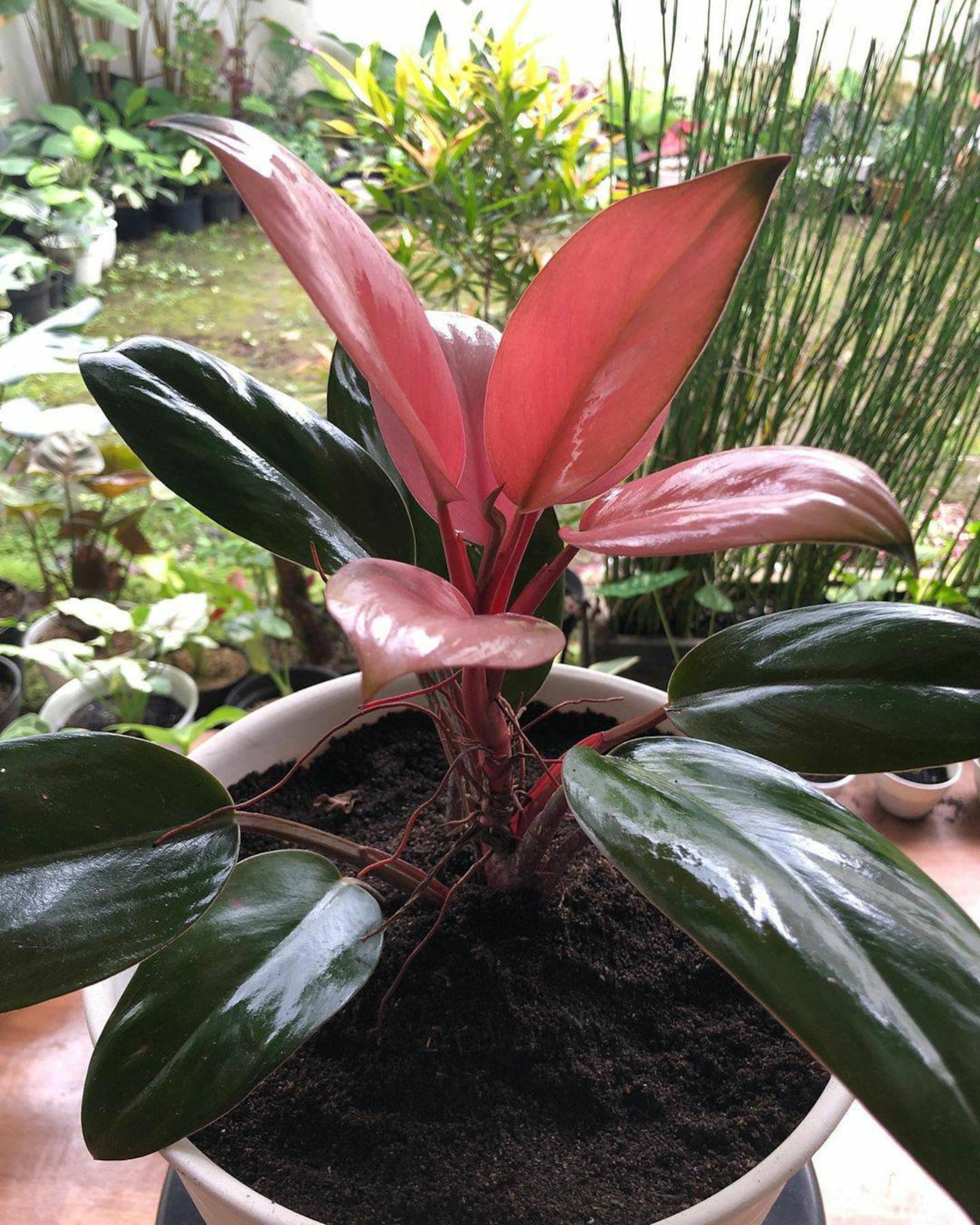 Philodendron Pink Congo free phytosanitari | Etsy