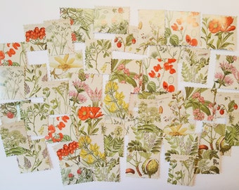 Herbarium Label Etsy