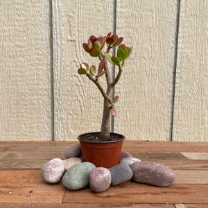 May include: A small, potted jade plant with red-tinged leaves. The plant is in a brown pot and is surrounded by small, colorful stones.