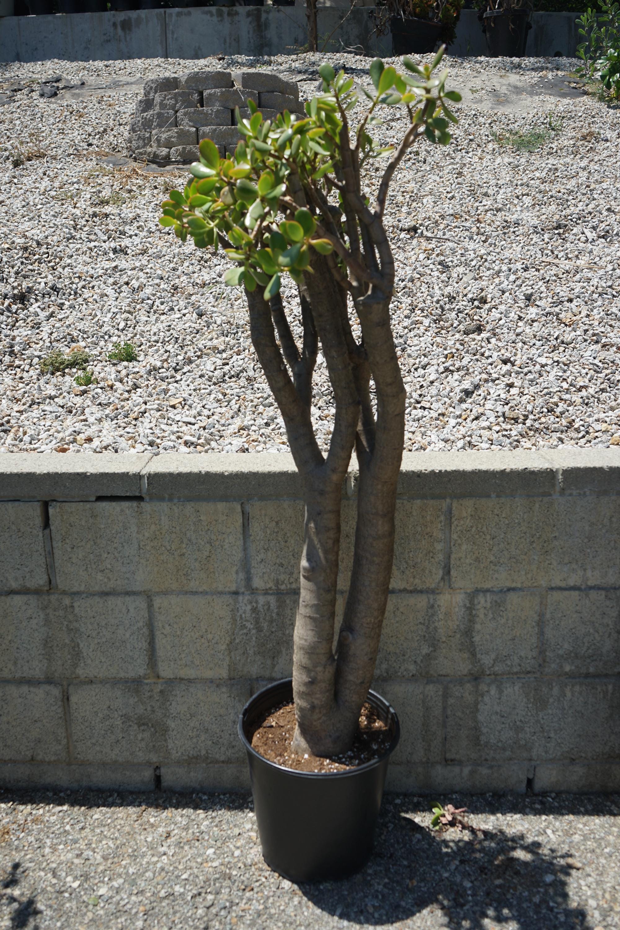 Jade Trees Extra Large  Crassula Ovata, 56"- 62.5" (group J) - Etsy
