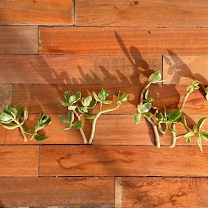 Two Variegated Crassula Ovata Cuttings - 2&quot;,4&quot;,6&quot; - Live Jade Plant - Fresh Jade Cuttings