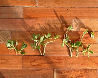 Two Variegated Jade Plant Cuttings - 2",4",6" Crassula Ovata, Live Succulent