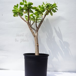 20&quot; Jade Tree - Crassula Ovata - Bare Root Live Jade Plant - Grown in 1 Gal Shipped with Root Ball No Pot