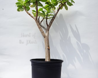 hanging planter terra cotta Leak-Free Hanging Planter in Terra Cotta – Modern 360° Drainage Indoor –  Ed's Plant Shop
