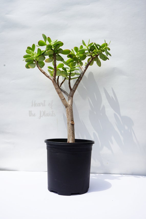 Arbre de jade 20 - Crassula Ovata - Plante de jade vivante à racines nues  - Pot de 1 gallon