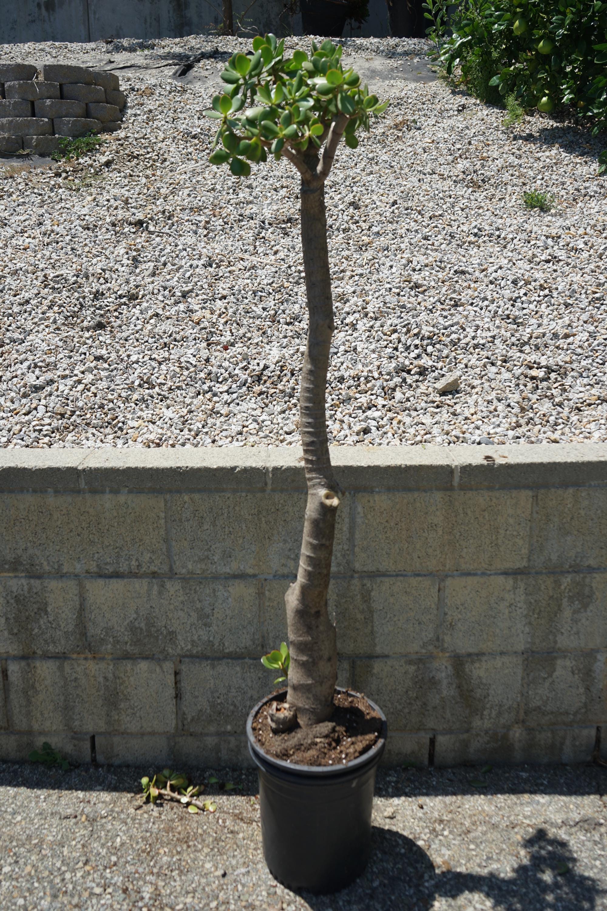 stick succulent plant Buy 'Pencil Cactus - Euphorbia tirucalli Firesticks' Care and Growing Guide main image 0