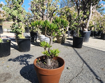 Gollum Jade Plant Tree 24"-26" – Crassula Ovata Gollum - Shipped Bare Root