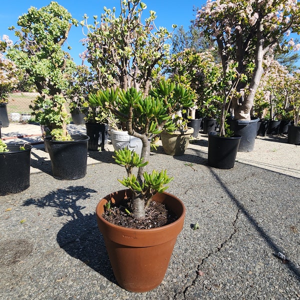 Large Gollum Jade Tree - 5 Gal - Crassula Ovata Gollum - Bare Root Live Jade Plant