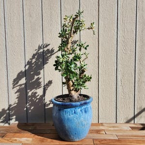 Rare Extra Large Variegated Jade Tree 41.5&quot; - Large Jade Tree - Grown and Shipped in 5 Gal Ceramic Pot - Live Variegated Jade Plant
