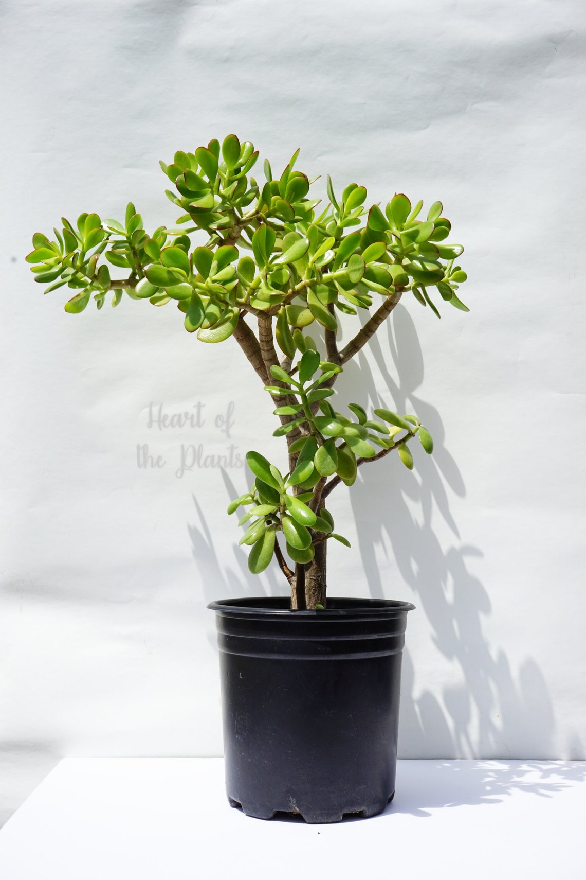May include: A jade plant in a black plastic pot. The plant has thick, oval, green leaves with red edges. The plant's trunk and branches are brown. The pot is sitting on a white surface against a white background. The text "Heart of the Plants" is visible.