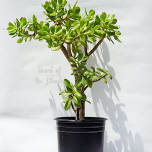 26&quot; Large Jade Tree - Crassula Ovata - Bare Root Live Jade Plant -  Grown in 5 Gal Shipped with Root Ball no Pot