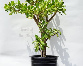 Jade Tree 26" - Grown in 5 Gal - Shipped Bare Root no pot
