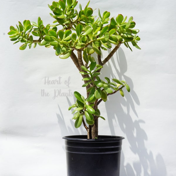 26" Large Jade Tree - Crassula Ovata - Bare Root Live Jade Plant- 5 Gal Pot