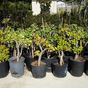 Jade Plant Tree 26" - Crassula Ovata - Shipped Bare Root no pot - Updated Batch 2026