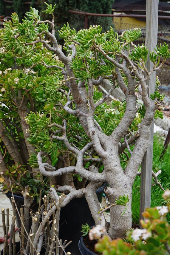 dracaena plant Dracaena warneckii – Mickey Hargitay Plants