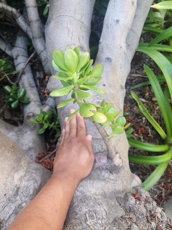 buy pineapple plant nz Pineapple