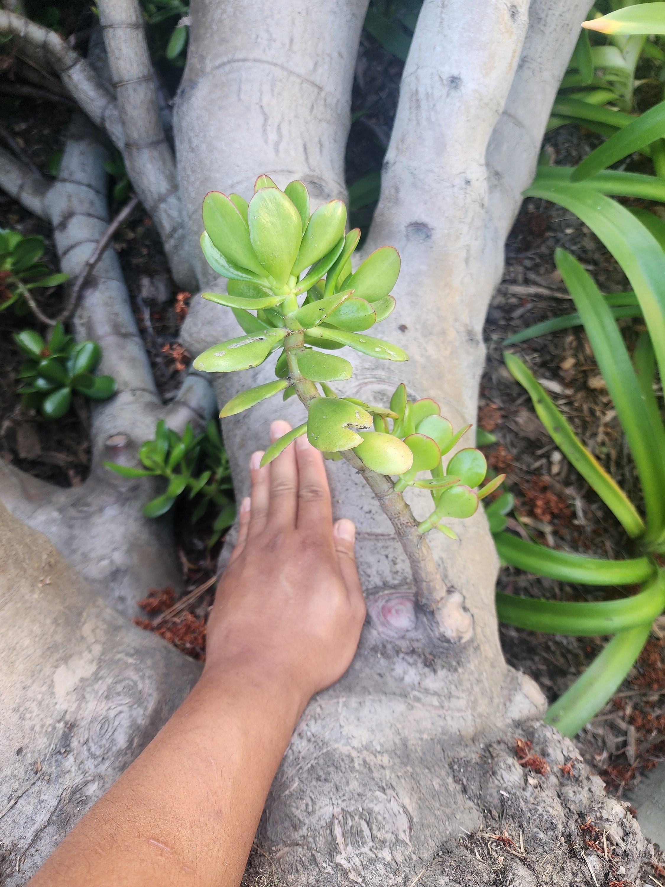 money tree plant for sale Large Money Tree Stump main image 1