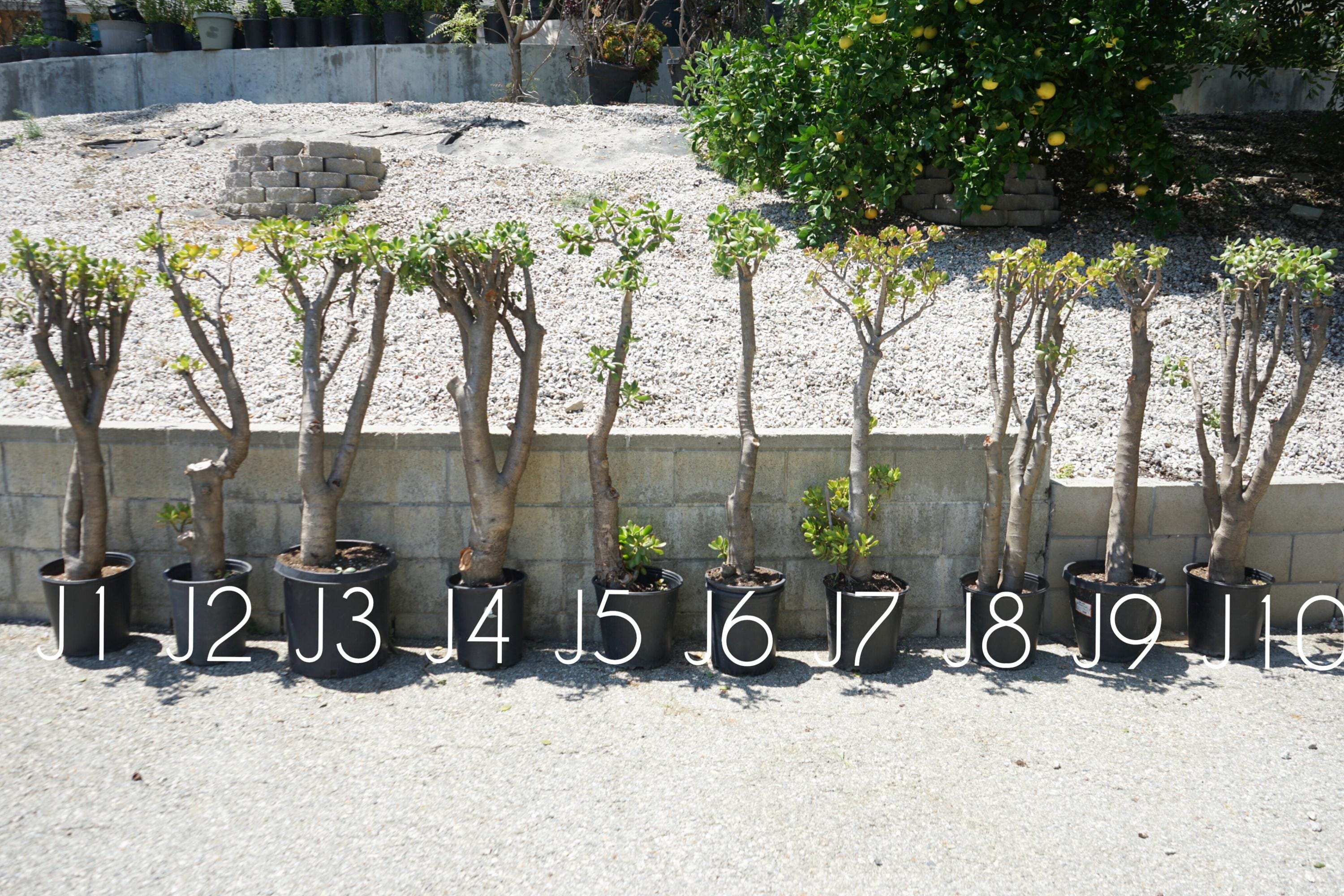 Jade Trees Extra Large  Crassula Ovata, 56"- 62.5" (group J) - Etsy