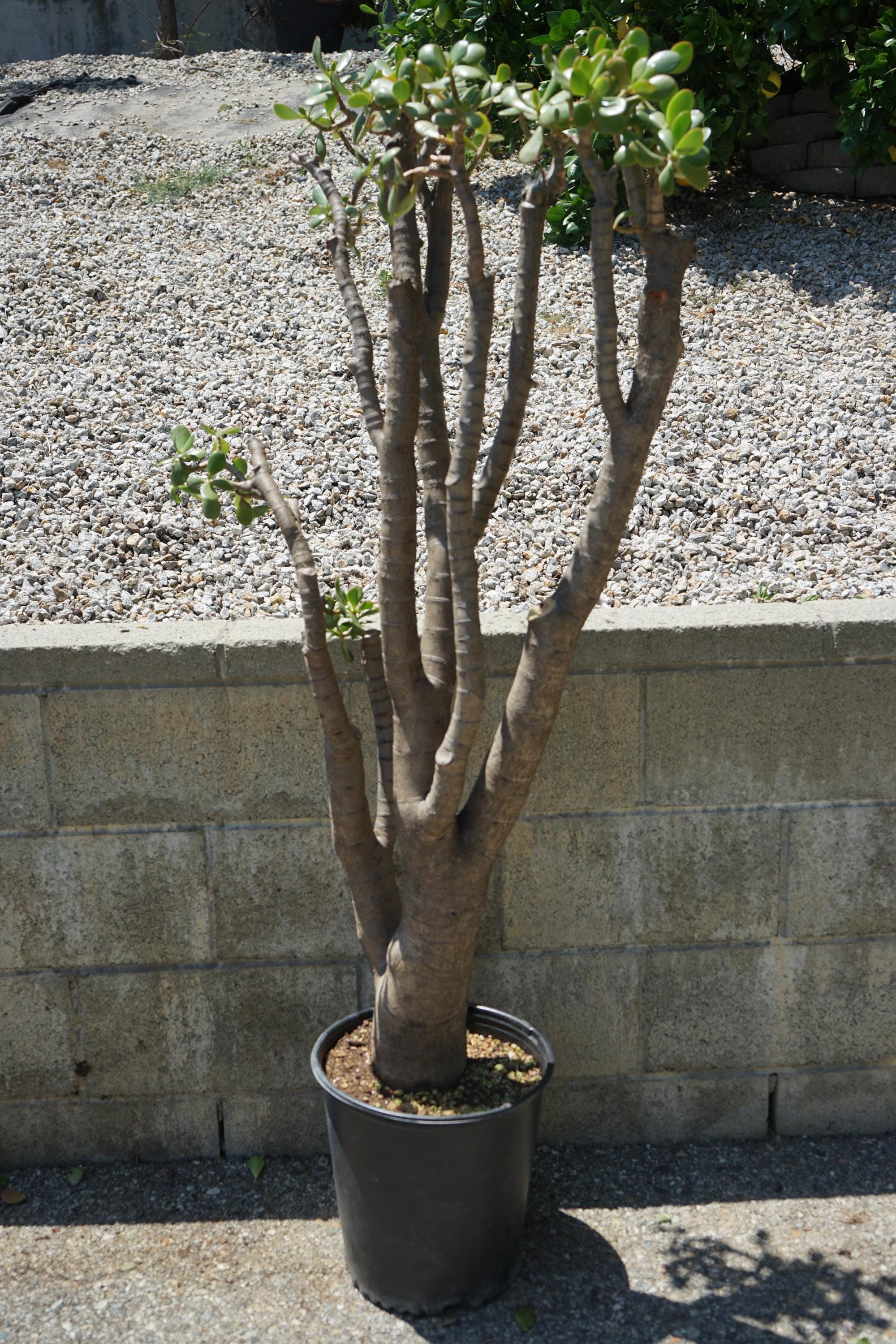 Jade Trees Extra Large  Crassula Ovata, 56"- 62.5" (group J) - Etsy