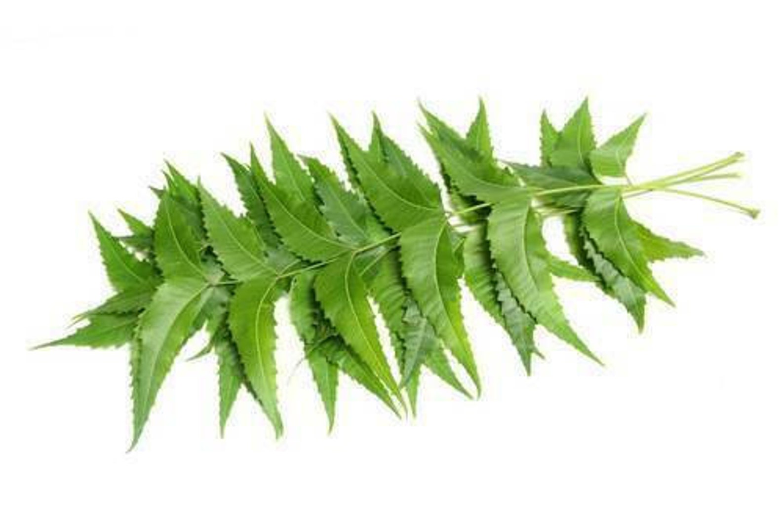 Dr Nature Neem Leaves fresh Nim Leaf Medical Use Acne & Etsy