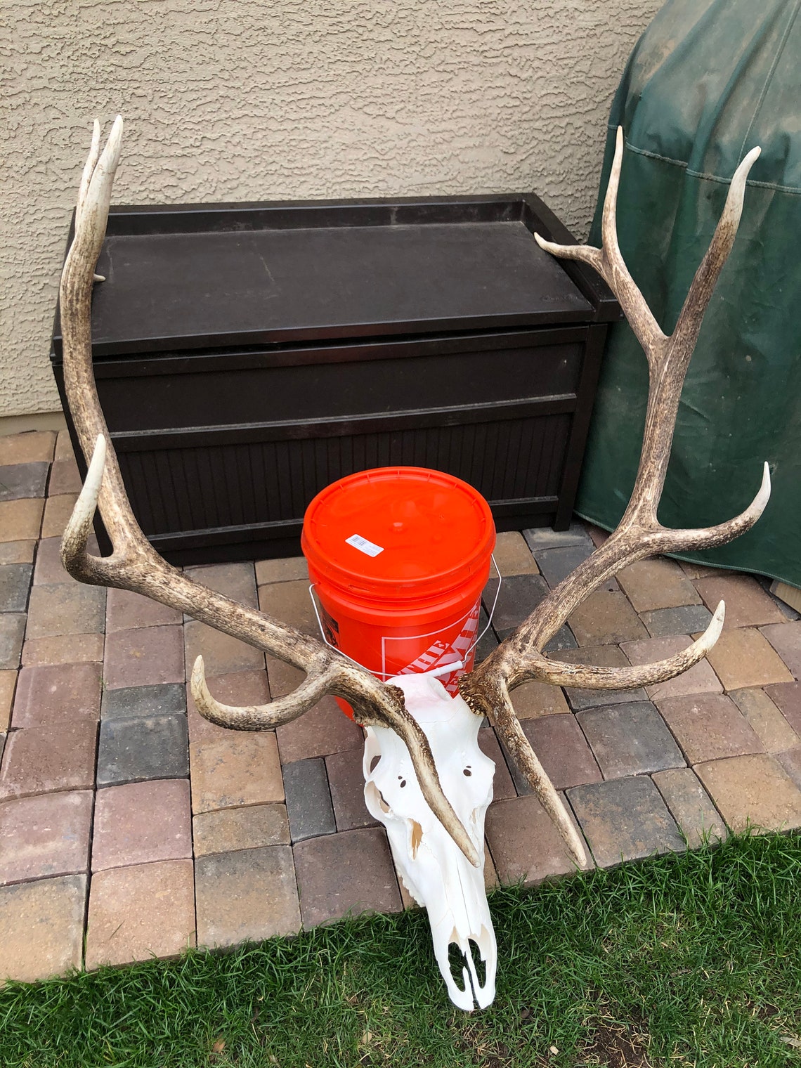 Real Elk Skull & Antlers European Mount Home/Wall Decor Etsy