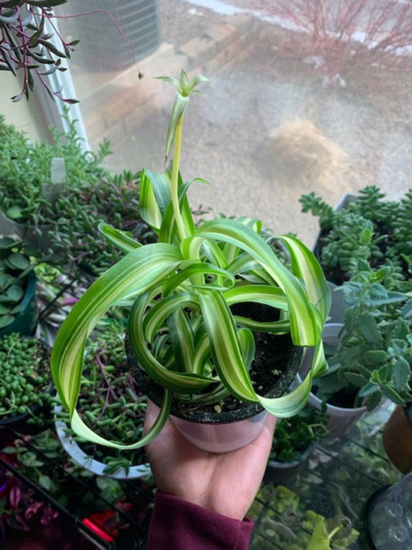 Bonnie Spider Plant Curly Spider Plant Etsy